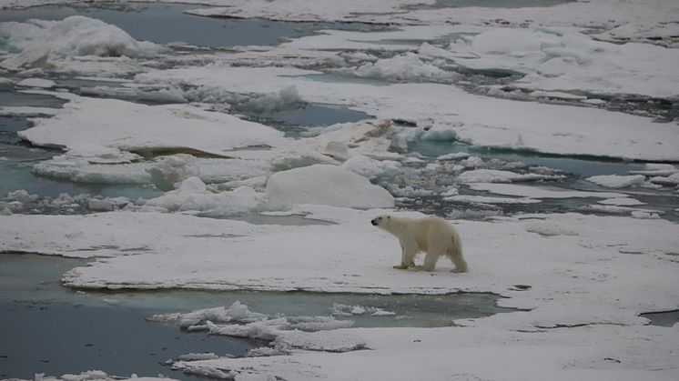Polar bear observed by the island Vize