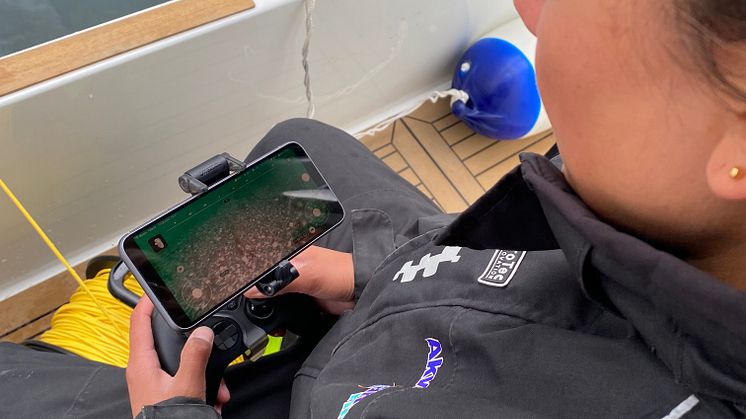 Rosalyn Fredriksen, Akvaplan-niva, navigerer ROV