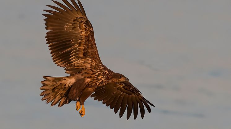 Havsörn vid Hornborgasjön. Foto: Kent-Ove Hvass