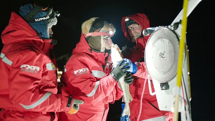 Pauline Snoeijs Leijonmalm, Stockholms universitet, och Anders Svenson, SLU, fångar oväntat Atlanttorsk under expeditionen till Arktis. Foto: UFA Show & Factual
