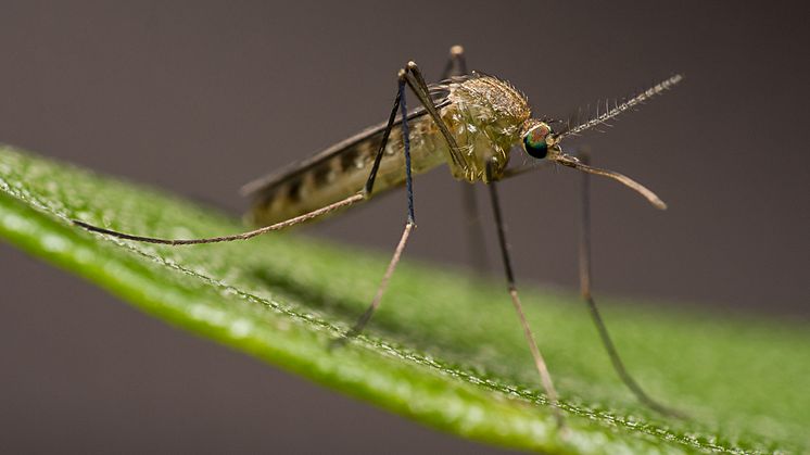 Culex torrentium. Foto: Anders Lindström, SVA. 