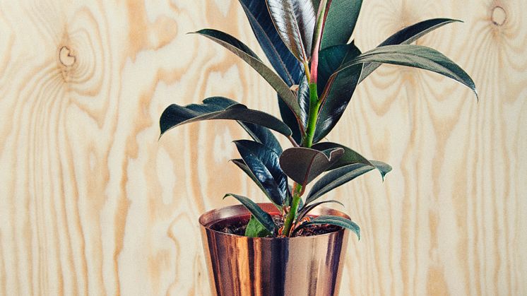 Fönsterfikus, Ficus elastica