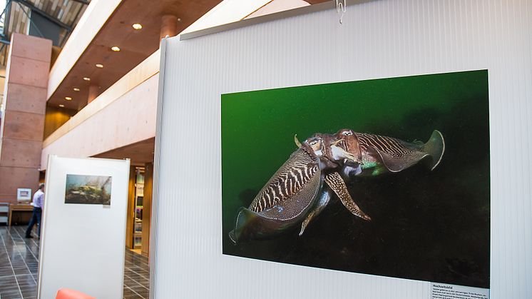 „Aquatische Begegnungen“ in der Wildauer Hochschulbibliothek