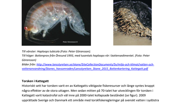 Information om områdets historik