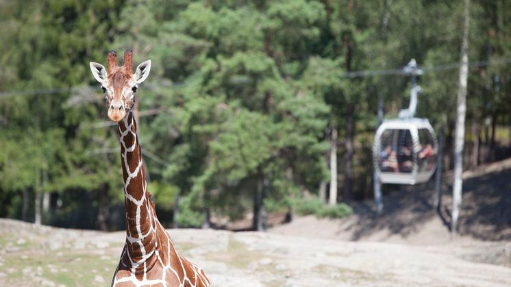 World Giraffe Day 21 juni. 