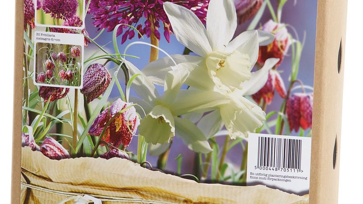 Blomsterlök vårblommande