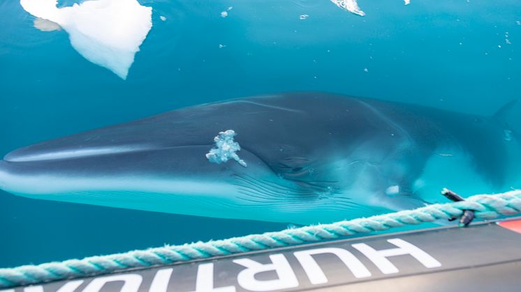 CLOSE ENCOUNTERS: A curious whale greets guests in a Hurtigruten Expeditions' zodiac in Antarctica. Photo: GENNA ROLAND/Hurtigruten Expeditions