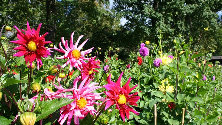 Sensommarblomster