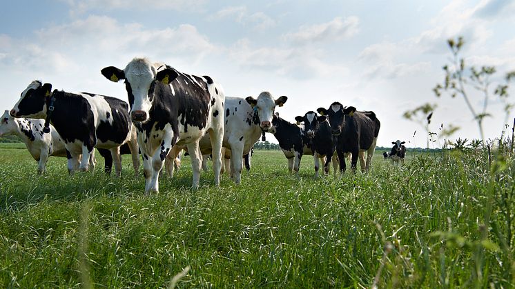 Nyt kvægfoderkoncept er baseret på dansk protein