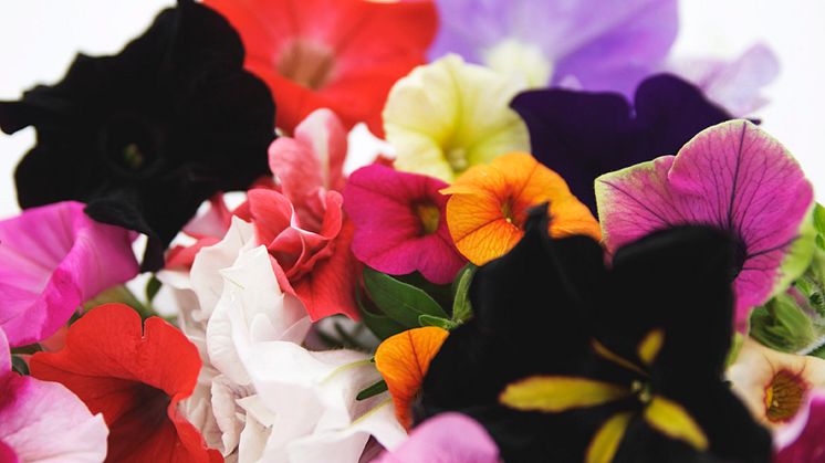 Sommarblomsyra