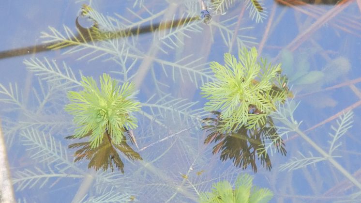 Myriophyllum_aquaticum_30181834 Blake Bringhurst, CC0, via Wikimedia Commons.jpg