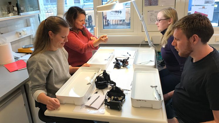 Nordlandsforsknings Maiken Bjørkan og medstudenter går i gang med lusetelling. Foto: Rune Nilsen