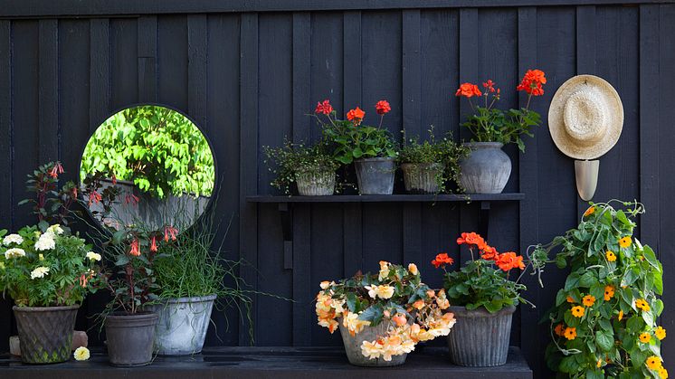 8Årets Sommarblomma 2023 Thunbergia alata Svartöga orange foto annikasnaturligating B