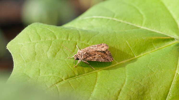 Angripna grannplantor ger skydd mot bomullsfly