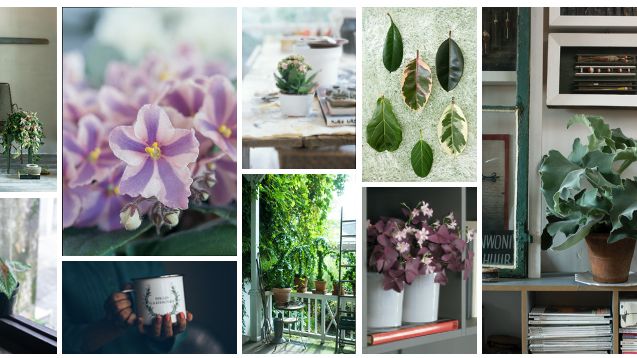 Elmia Garden Trends 2022 | Jorden vi ärvde | Växter inne