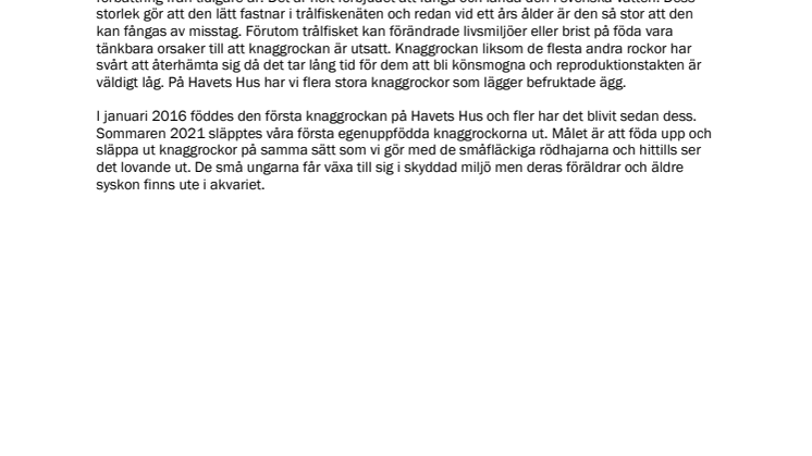 231102 Knaggrockeungar födda.pdf