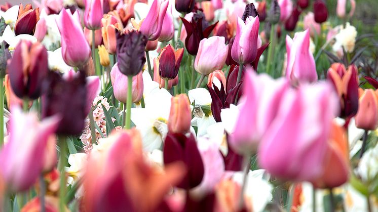 Vårflor