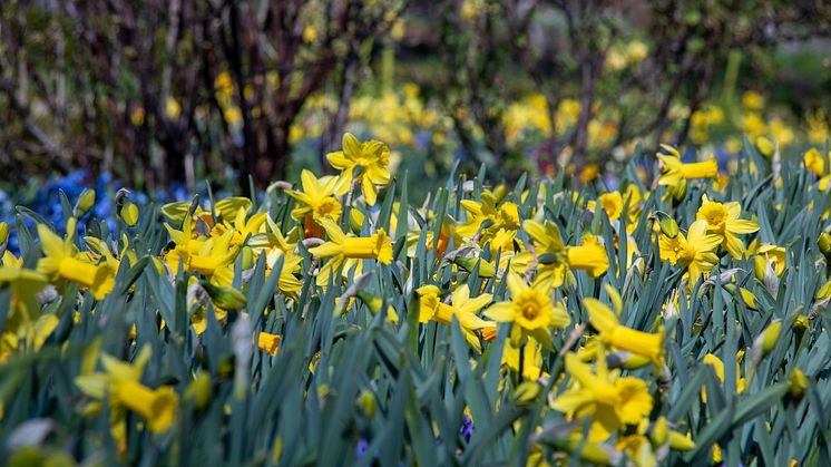 Vårflor