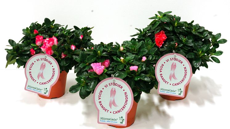 Dagens Rosa Produkt 2 oktober - en Azalea från Mäster Grön