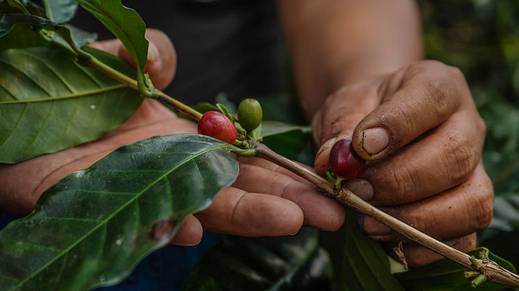 Foto: Eguale kaffe, kooperativet Unicafec i Peru