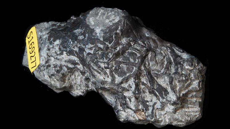 S169277_fossil_kelp_holdfast