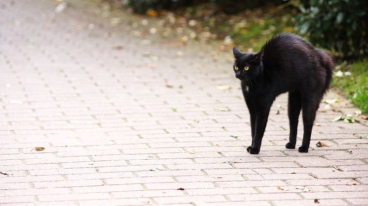 Svart katt over veien. Mange forbinder fremdeles det med et tegn på at det kan skje en ulykke. Foto Pixabay