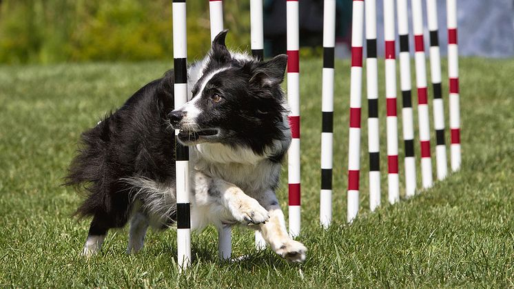 Välkommen till Sveriges nya mötesplats för alla hundintresserade: Elmia Hund – Hundsport & Hund i tjänst 1-2 mars