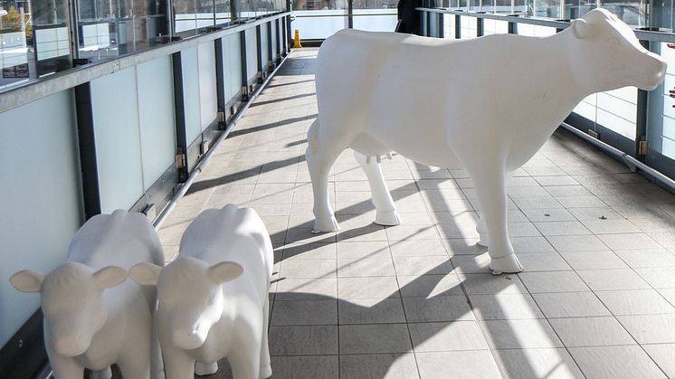 Cows about Cambridge