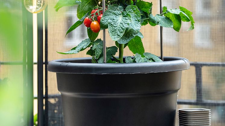 Rusta_2023_S2_Tomato_Pot-1-I