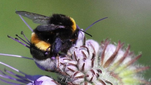 Urbangreen och Bee Urban krokar arm för ökad biologisk mångfald