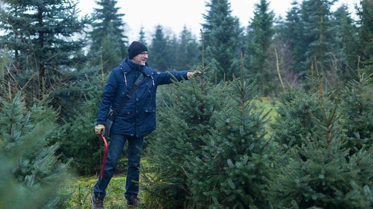 Den eigenen Weihnachtsbaum schlagen kann man vielerorts ganz einfach in Brandenburg. Foto: TMB-Fotoarchiv/Steffen Lehmann.