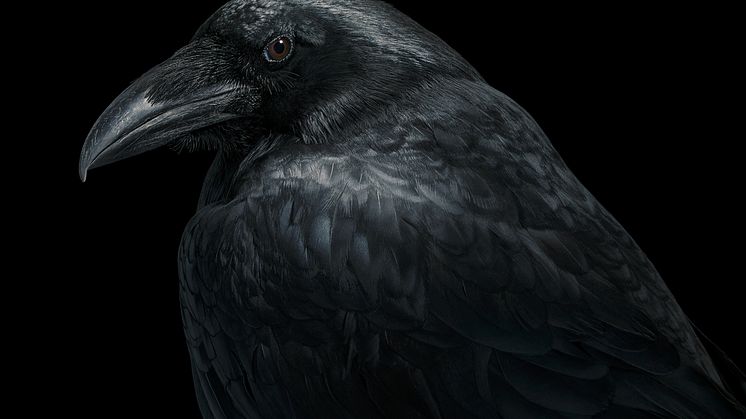 Birds_Raven - 2000px.jpg