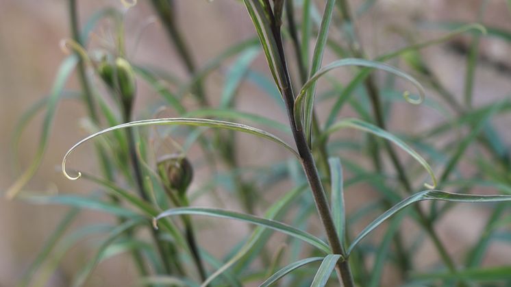 Fritillaria thunbergii