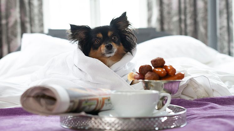 De fleste Best Western Hotels & Resorts i Danmark er hundevenlige. 