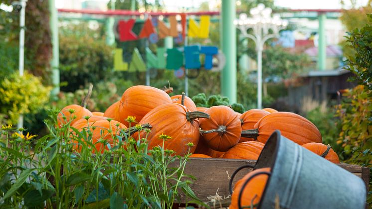 Halloween i Kaninlandet på Liseberg