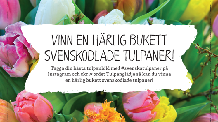 Instagramtävlingen #svenskatulpaner, information