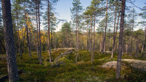  Skog inom formellt skyddade områden utgörs till betydligt större del av äldre skog jämfört med skogen utanför dessa områden. Björnlandets nationalpark. Foto Per A. Adsten
