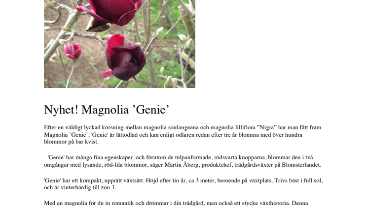 Nyhet! Magnolia 'Genie'