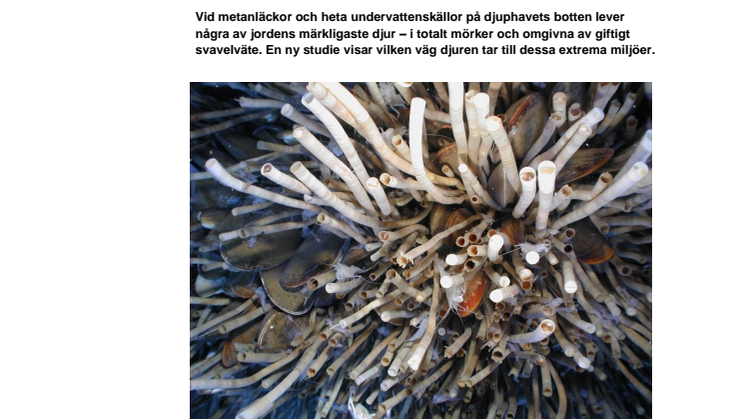 Från kall lera till heta skorstenar: språngbrädor i djuphavet 