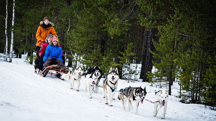 Huskies och hockey lockar britter till Skellefteå