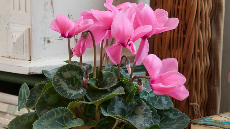 Cyclamen persicum 