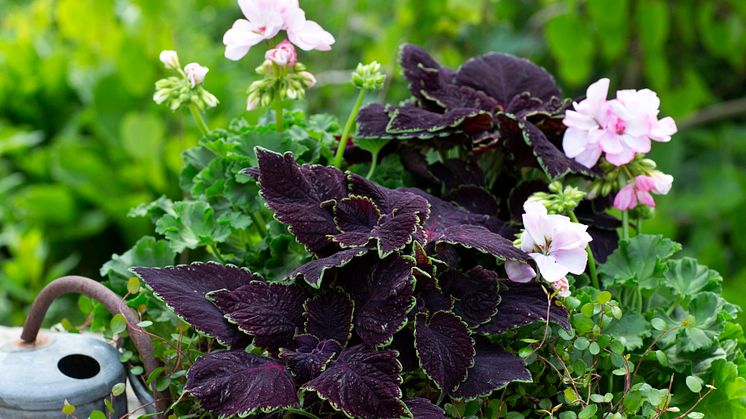 Årets Sommarblomma 2019 PALETTBLAD