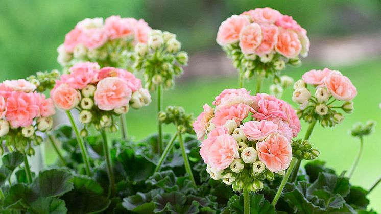 1920 Pelargonium_Astrid (10).jpg