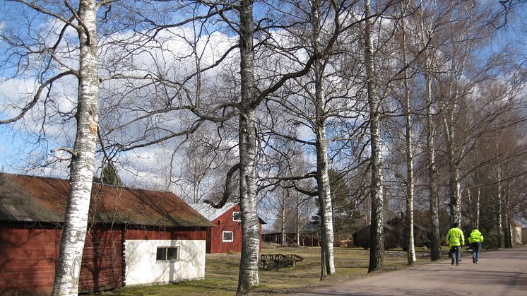 Alléer är en av många värdefulla naturmiljöer som nu ska tillsynas av Länsstyrelsen för att se till så att miljöbalken efterlevs.