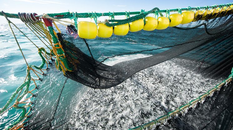 Photo: Norwegian Seafood Council