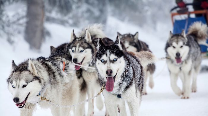 hundspann