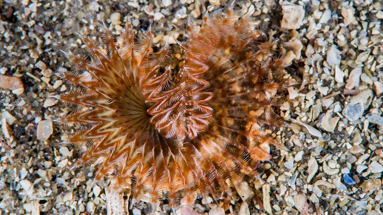 Chone infundibuliformis (Photo: Erling Svensen)