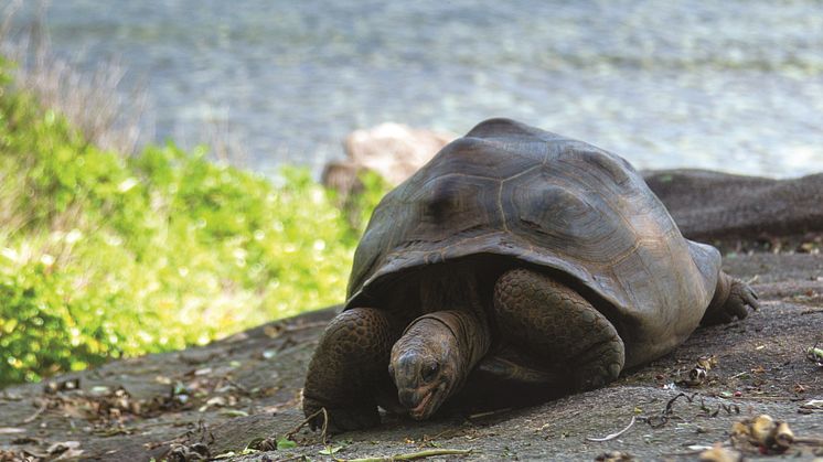 Seychelles - Giant Land Tortoise (landscape)