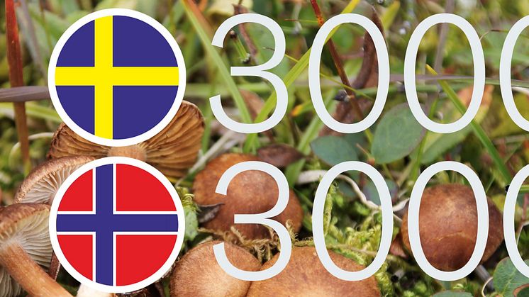 Tretusen arter i vardera land, varav två tusen nya för vetenskapen, har hittats sedan artprojekten i Sverige och Norge startade. 