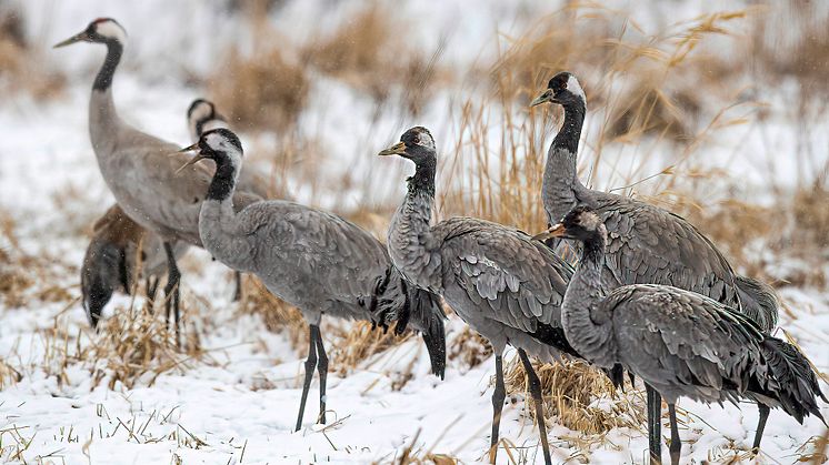 Tranor har inga problem med snö. Däremot tvingas vi, människorna, skjuta fram säsongen vid Hornborgasjön i några dagar. Foto: Länsstyrelsen i Västra Götaland